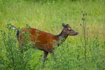 Sikawild (Servus Nippon)