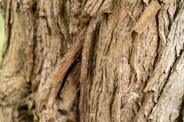 Close up of tree bark