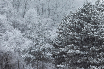 snow covered trees