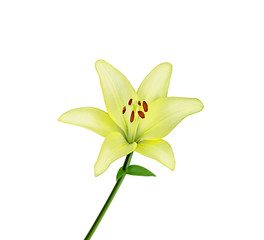 Beautiful yellow lily flower isolated on a white background