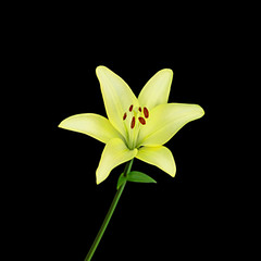 Beautiful yellow lily isolated on a black background