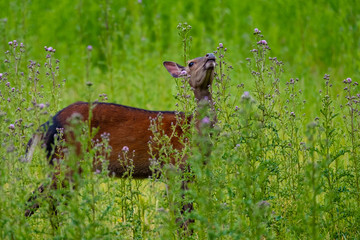 Sikawild (Servus Nippon)
