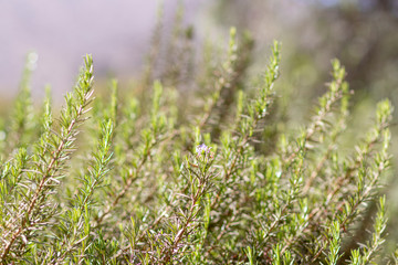 View of rosemary branches in the foliage