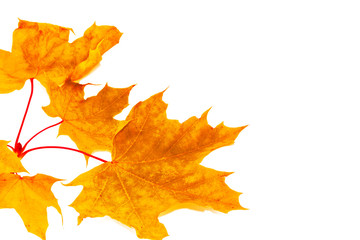 Fototapeta na wymiar Bright colorful autumn leaves