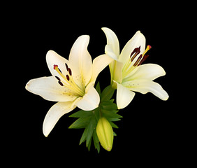 Pale yellow lilies isolated on a black background