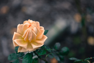 yellow rose in the garden