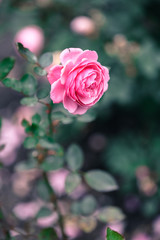 one pink rose in the garden in green background