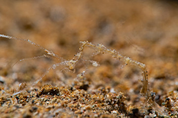 Skeleton Shrimp, Widderkrebschen (Caprellidae)