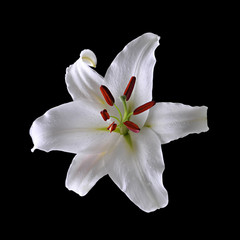 Fototapeta na wymiar Beautiful white lily isolated on a black background