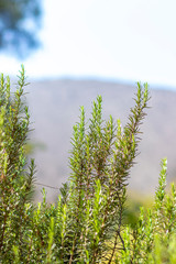 View of rosemary branches in the foliage