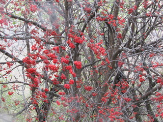 red maple tree in autumn