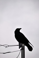 Silhouette of Carrion crow - Corvus corone. It is called 