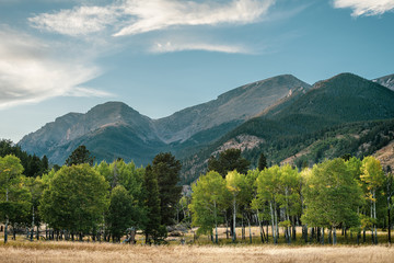 Fall color aspen trees in Rocky Mountain National Park