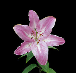 Beautiful pink lily isolated on a black background