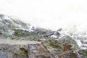 Large Atlantic salmon leaping up the waterfall on their way migration route to their spawning...
