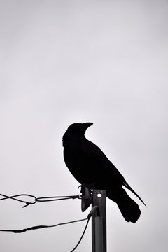 Silhouette of Carrion crow - Corvus corone. It is called "Hashiboso garasu" in Japan.
