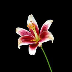 Beautiful motley lily isolated on a black background