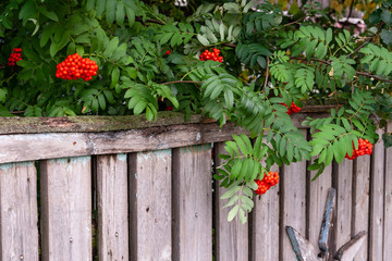 Fototapeta na wymiar Bunches of red Sorbus aucupária on a background of green leaves.