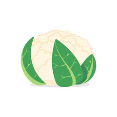 cauliflower isolated on white background. Vector illustration.