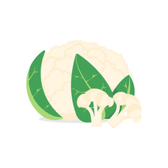 cauliflower isolated on white background. Vector illustration.