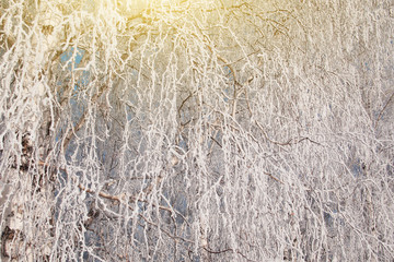 Landscape Winter Forest. Birch covered with snow and hoarfrost on a clear winter day