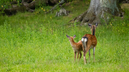 Sikawild (Servus Nippon)