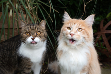 funny portrait of two cats begging for treats outdoors