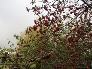 rowanberry under snow