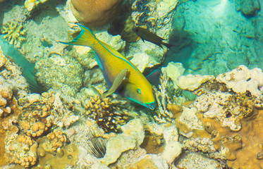 parrotfish and wrasse swim among the corals and urchins in the gulf of eilat akaba near coral beach in israel