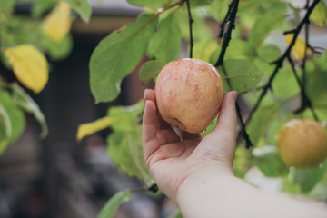 Hand holds an apple on a branch. Close-up