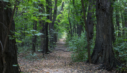 Fototapeta na wymiar scenic path in the autumn mystical forest