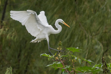 Garza blanca