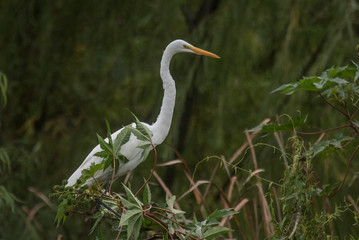 Garza blanca