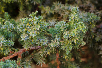 Fototapeta premium Juniper branch with green cones