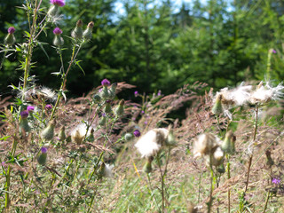 Disteln am Waldrand