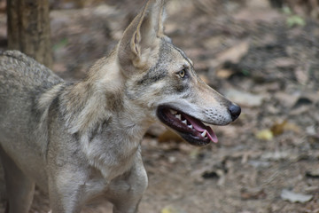 portrait of a wolf or white wolf