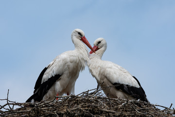 Weißstorchenpaar