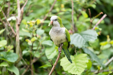 monk parakeet (Myiopsitta monachus) in nature
