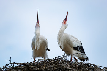 Weißstorchenpaar
