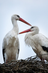 Sich liebkosendes Weißstorchenpaar