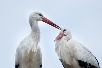 Sich liebkosendes Weißstorchenpaar