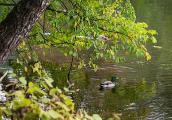 Autumn, pond, duck.