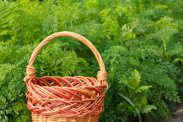 Fototapeta na wymiar Wicker basket with green garden plants on a background.