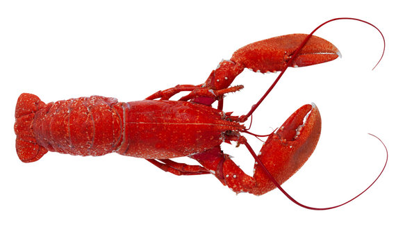 Freshly boiled red lobster isolated on white background. Top view Image.