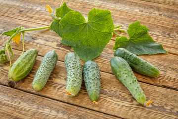 Cucumbers with green leaves on wooden boards.