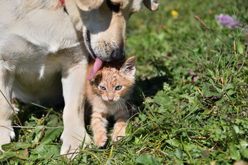 Naklejka na ściany i meble Dog cleans the hair of a small cat like a mother