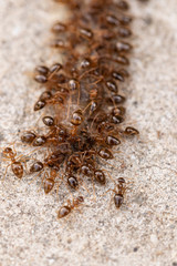 A family of red ants eats the body of an earthworm, fight for survival