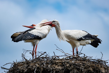 Balzende Weißstörche auf ihrem Nest