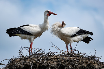 Balzende Weißstörche auf ihrem Nest