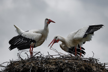 Fototapeta na wymiar Balzende Weißstörche auf ihrem Nest